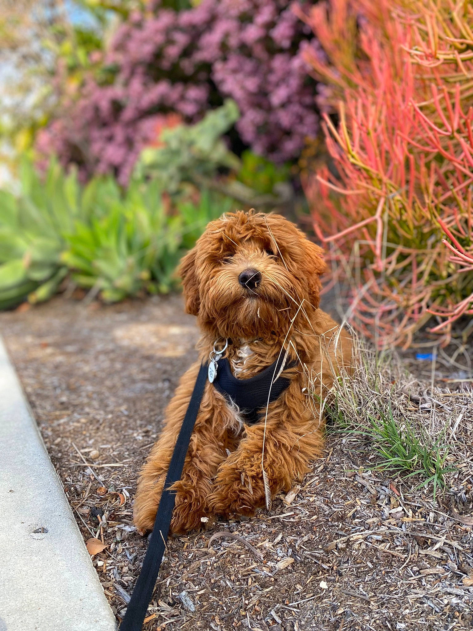 Rip joined the competition — help win amazing prizes! carnivore, cocker_spaniel, companion_dog, dog, dog_breed, fawn, grass, leash, liver, plant, snout, soil, sporting_group, tail, terrestrial_animal, terrier, toy_dog, water_dog, wood, working_animal