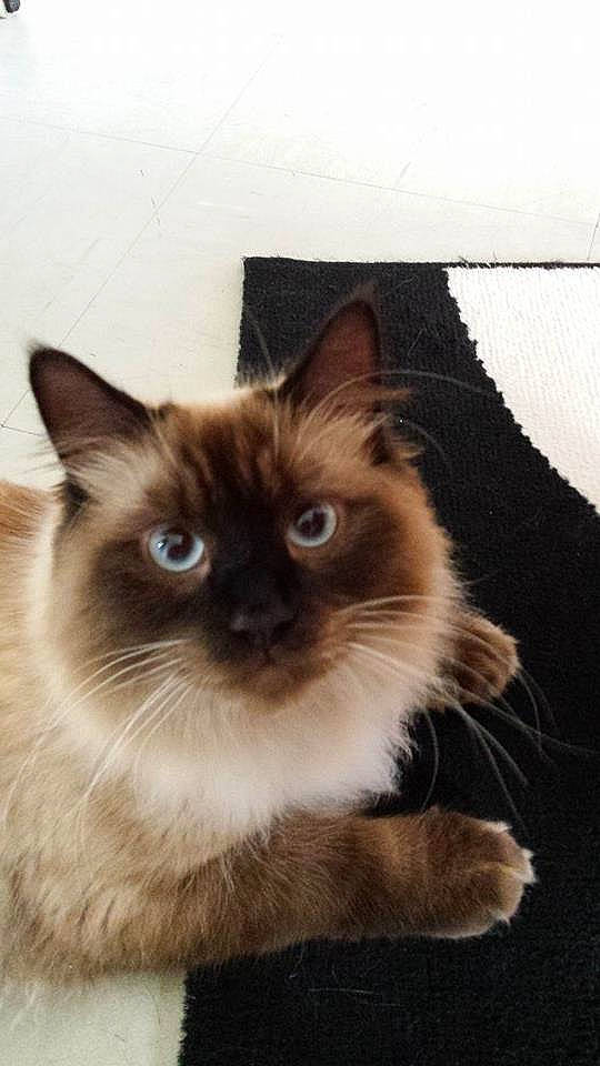 Shalimar participe au concours pour gagner de l'argent avec cette photo : birman, brown, carnivore, cat, fawn, felidae, flooring, fur, iris, ragdoll, siamese, small_to_medium_sized_cats, snout, terrestrial_animal, whiskers