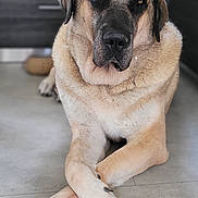 Aïko a rejoint le concours — aidez-le/la à gagner de superbes lots ! animal, black_nose, brown_fur, calm, canine, close_up, crossed_paws, dog, ears, expression, floor, fur, indoor, large_dog, lying_down, muzzle, paws, pet, portrait, relaxed