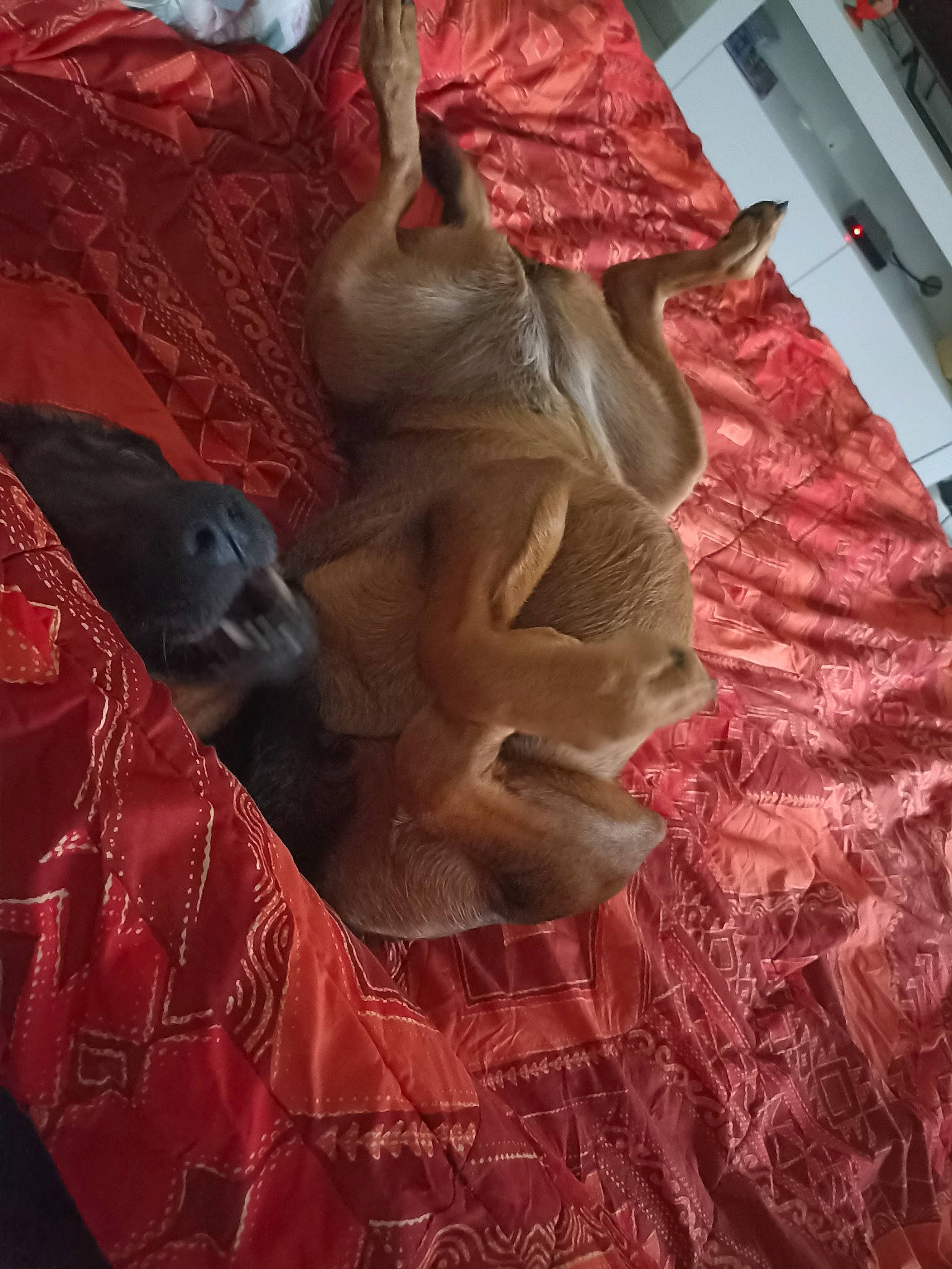 Fauve participe au concours pour gagner de l'argent avec cette photo : art, carmine, fashion_accessory, fashion_design, fawn, flooring, fur, human_leg, linens, magenta, natural_material, outerwear, pattern, peach, pink, room, sleeve, textile, window, wood