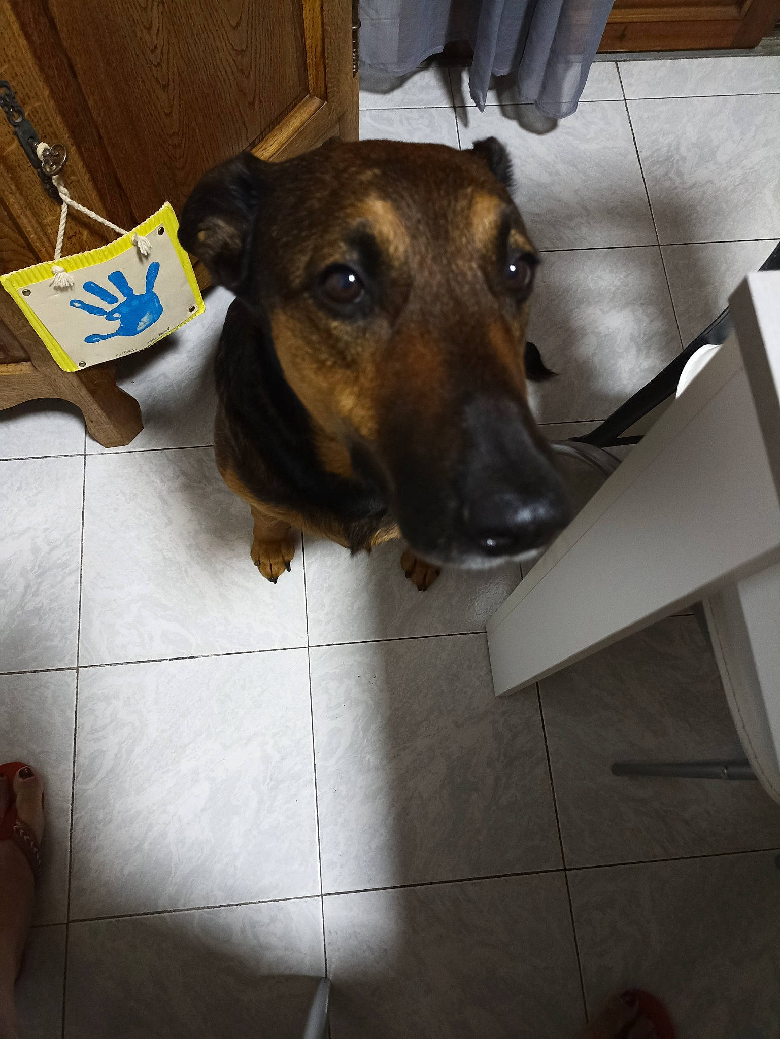 Fauve participe au concours pour gagner de l'argent avec cette photo : canidae, carnivore, companion_dog, dog, dog_breed, dog_supply, fawn, floor, flooring, fur, guard_dog, metal, paper_bag, pet_supply, snout, sporting_group, street_dog, terrestrial_animal, whiskers, working_animal