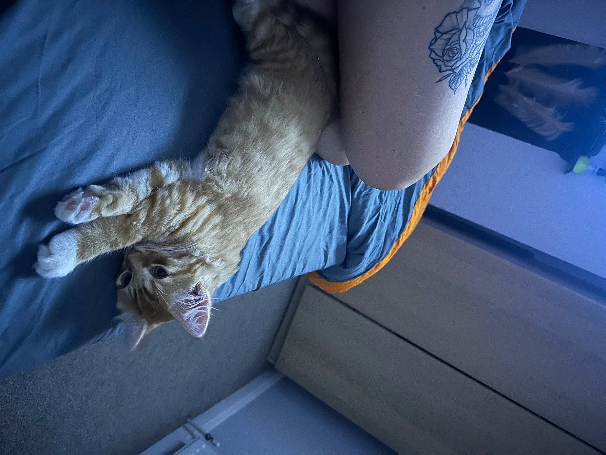 Gimli joined the competition — help win amazing prizes! carnivore, cat, claw, comfort, domestic_short_haired_cat, elbow, electric_blue, felidae, fur, gesture, human_leg, knee, room, small_to_medium_sized_cats, tail, thigh, vehicle_door, whiskers, windshield, wrist