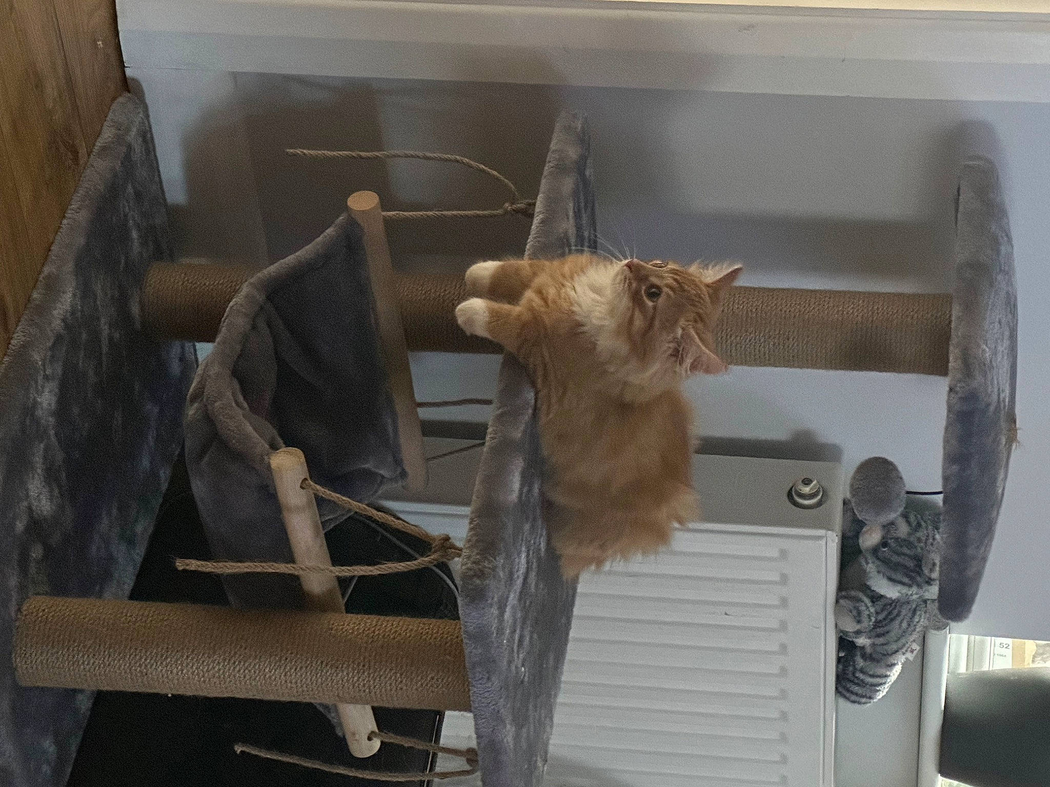 Gimli joined the competition — help win amazing prizes! animal_shelter, basket, carnivore, cat, cat_supply, domestic_short_haired_cat, fawn, felidae, fur, metal, room, shelving, small_to_medium_sized_cats, tail, whiskers, wood