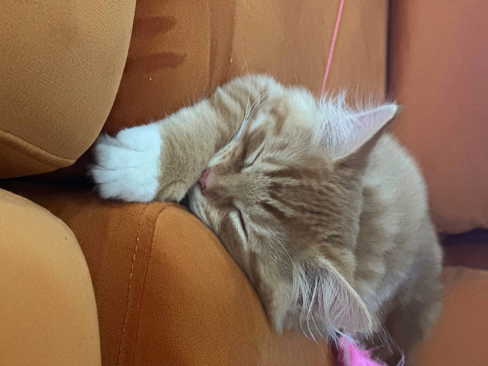 Gimli is registered to the contest to win money with this photo: carnivore, cat, claw, comfort, couch, domestic_short_haired_cat, fawn, felidae, flooring, fur, nap, paw, small_to_medium_sized_cats, snout, tail, whiskers