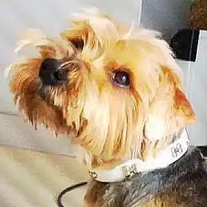 Caillou participe au concours pour gagner de l'argent avec cette photo : canidae, carnivore, companion_dog, dog, dog_breed, dog_collar, dog_supply, fur, labradoodle, liver, poodle_crossbreed, puppy_love, recipe, small_terrier, snout, sporting_group, terrier, toy_dog, water_dog, working_animal