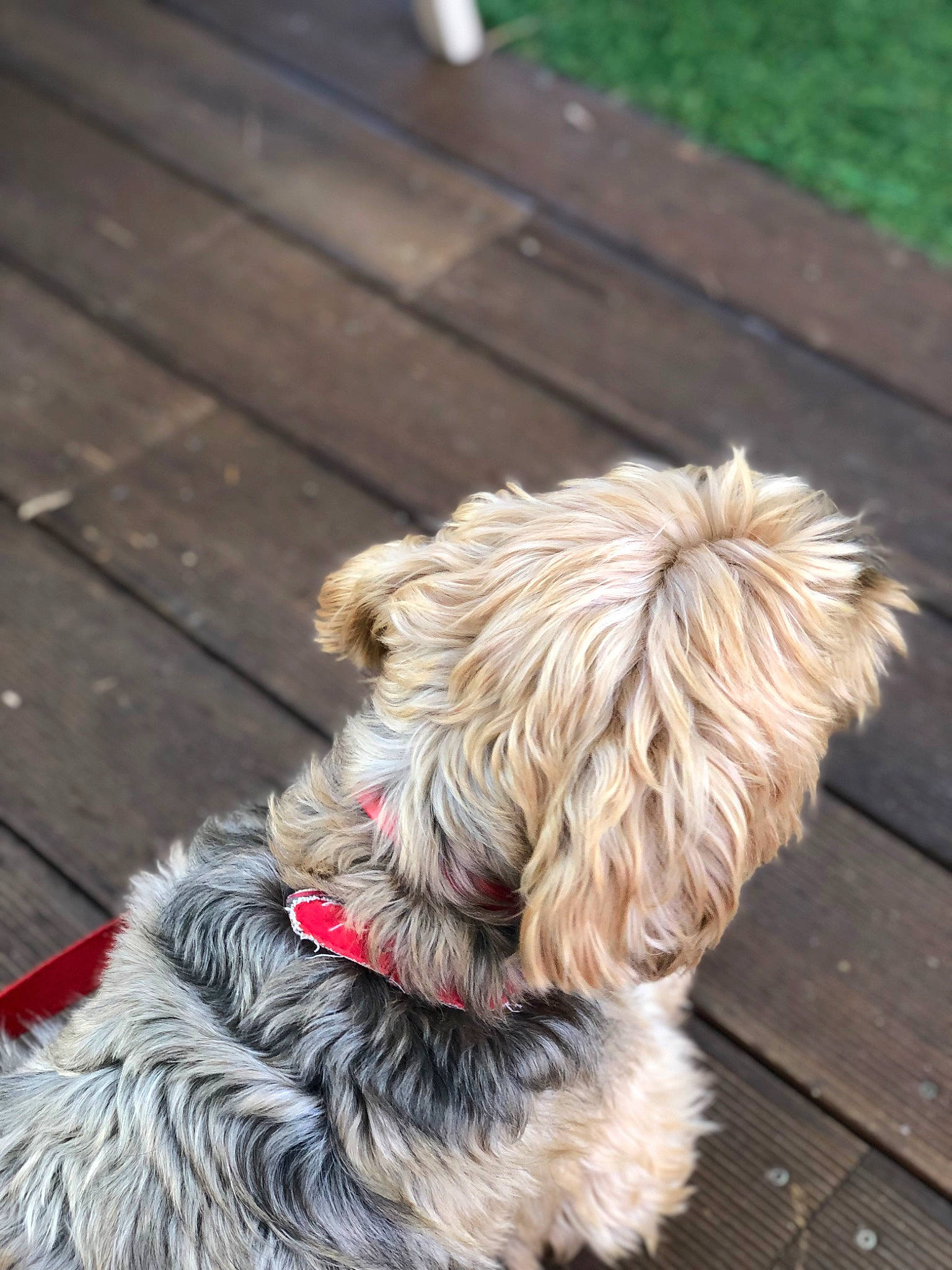 Caillou a rejoint le concours — aidez-le/la à gagner de superbes lots ! carnivore, collar, companion_dog, dog, dog_breed, dog_collar, dog_supply, fawn, flooring, leash, pet_supply, road_surface, small_terrier, snout, sporting_group, tail, terrier, toy_dog, wood, working_animal