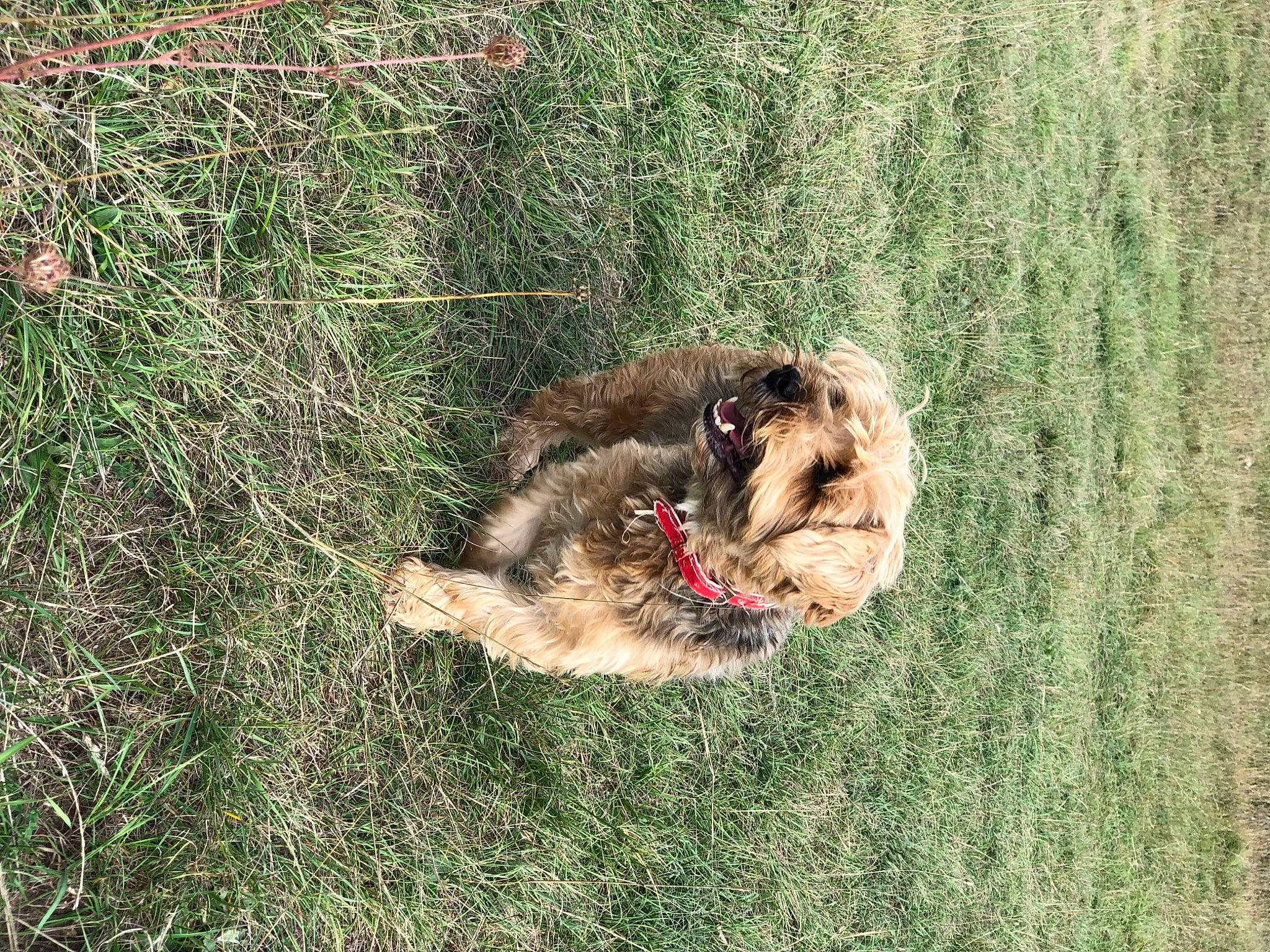 Caillou participe au concours pour gagner de l'argent avec cette photo : canidae, carnivore, collar, companion_dog, dog, dog_breed, fawn, grass, grassland, herding_dog, leash, plant, scotch_collie, soil, sporting_group, tail, terrestrial_animal, terrier, working_animal, working_dog