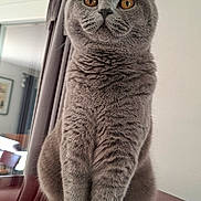 Ayden a rejoint le concours — aidez-le/la à gagner de superbes lots ! cat, gray_cat, amber_eyes, sitting, indoor, curtain, window, furniture, red_surface, fur, pet, animal, closeup, portrait, whiskers, ears, paws, domestic_cat, focused, cozy
