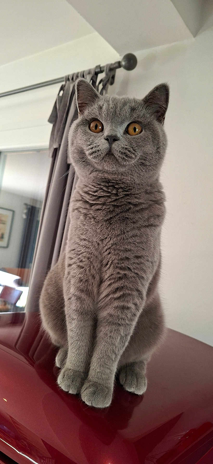 Ayden a rejoint le concours — aidez-le/la à gagner de superbes lots ! cat, gray_cat, amber_eyes, sitting, indoor, curtain, window, furniture, red_surface, fur, pet, animal, closeup, portrait, whiskers, ears, paws, domestic_cat, focused, cozy