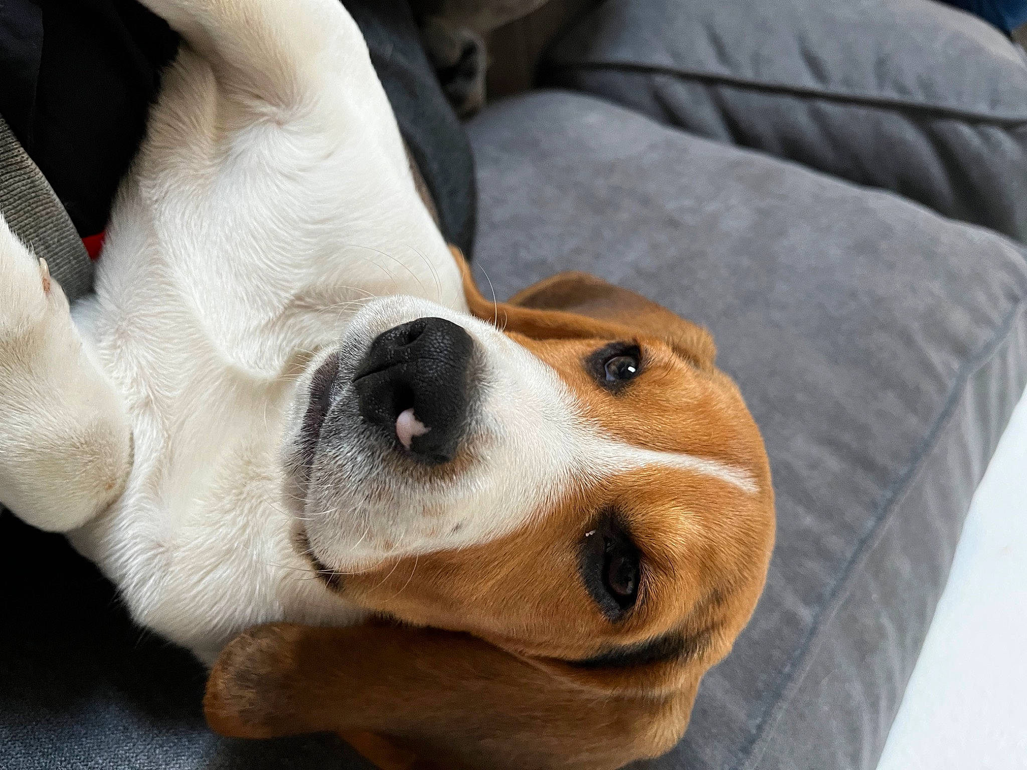 Albus a rejoint le concours — aidez-le/la à gagner de superbes lots ! canidae, carnivore, collar, comfort, companion_dog, couch, dog, dog_breed, dog_collar, ear, fawn, fur, non_sporting_group, paw, puppy, snout, sporting_group, whiskers, working_animal