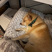 Alex joined the competition — help win amazing prizes! dog, sleeping, blanket, collar, indoor, cozy, resting, fur, light_brown, plaid, pet, home, carpet, table, relaxing, animal, cute, calm, side_view, furniture