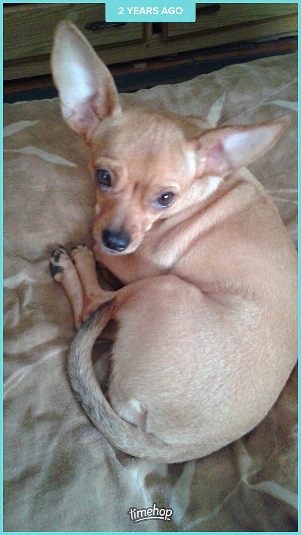 Bella joined the competition — help win amazing prizes! canidae, carnivore, chihuahua, collar, comfort, companion_dog, dog, dog_breed, dog_supply, ear, fawn, felidae, fur, snout, sporting_group, tail, terrestrial_animal, toy_dog, whiskers, working_animal