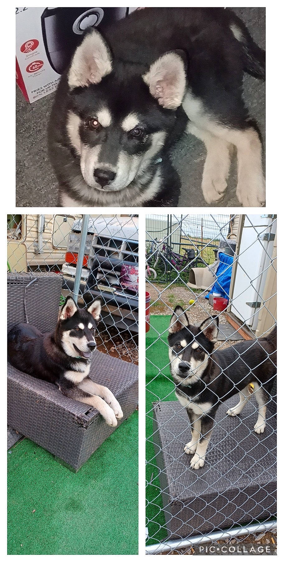 Koko is registered to the contest to win money with this photo: black, canidae, carnivore, companion_dog, dog, dog_breed, dog_supply, fur, mammal, pattern, pet_supply, photograph, rectangle, snapshot, snout, square, vertebrate, white, working_animal, working_dog