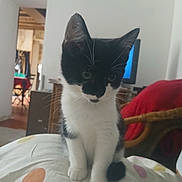 Neo a rejoint le concours — aidez-le/la à gagner de superbes lots ! animal, black_and_white, blanket, cat, cozy, curious, cute, domestic, ears, furniture, indoor, kitten, paws, pet, polka_dot, sitting, small, television, whiskers, young