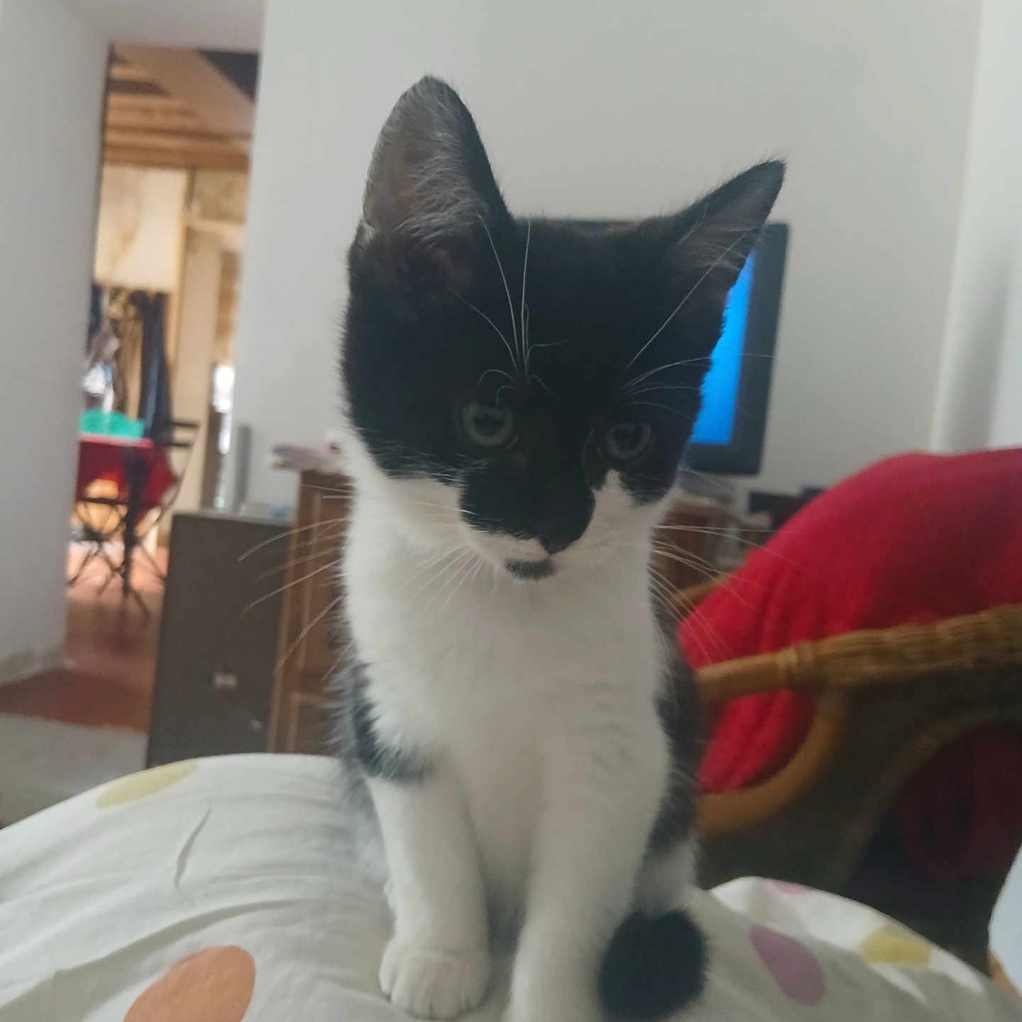 Neo a rejoint le concours — aidez-le/la à gagner de superbes lots ! animal, black_and_white, blanket, cat, cozy, curious, cute, domestic, ears, furniture, indoor, kitten, paws, pet, polka_dot, sitting, small, television, whiskers, young