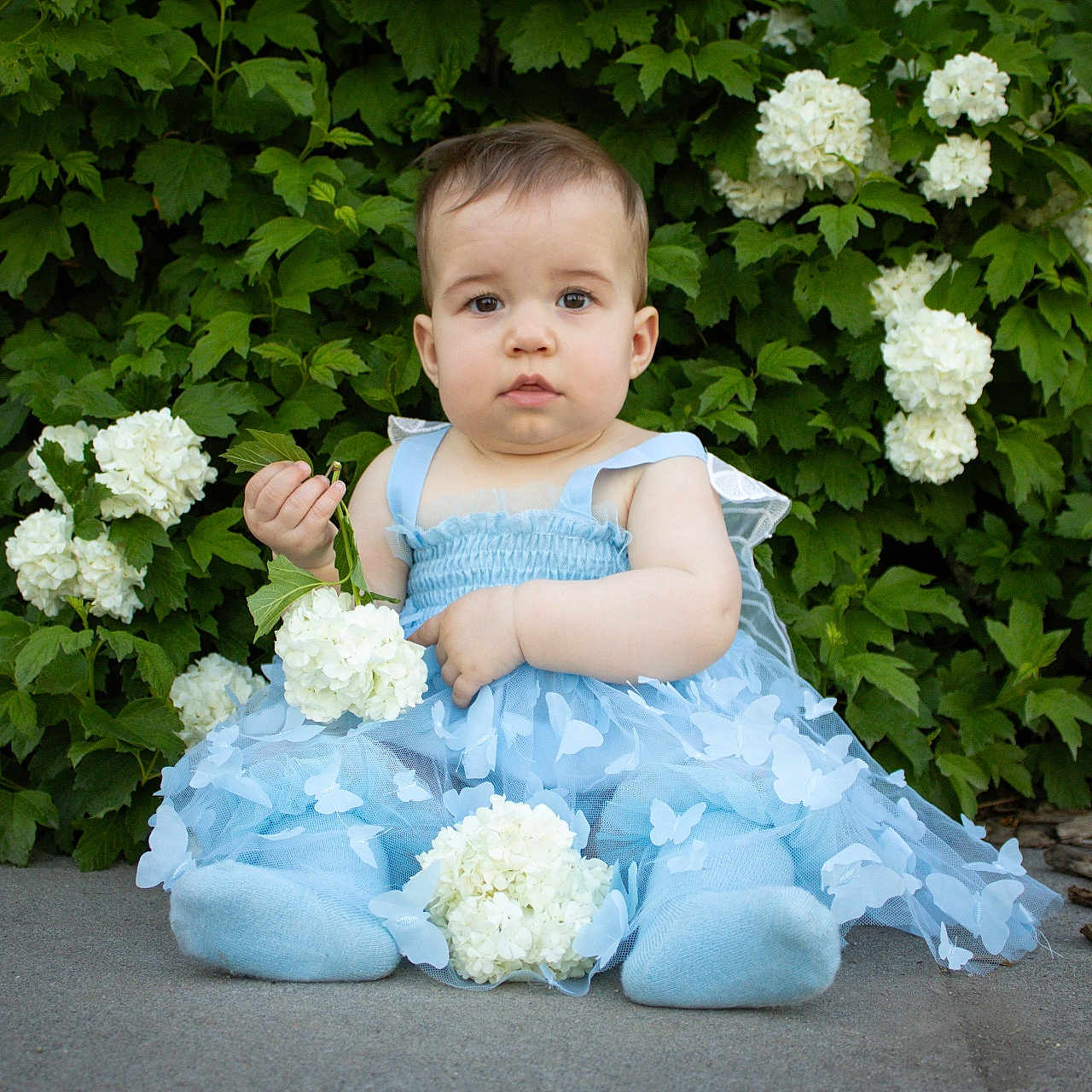 Galadriel joined the competition — help win amazing prizes! baby, blue_dress, butterfly_pattern, child, concrete, cute, flower, garden, green_leaves, hydrangea, innocence, nature, outdoor, plant, portrait, sitting, soft_lighting, summer, white_flowers, young_child