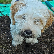 Mina joined the competition — help win amazing prizes! animal, brown_fur, canine, close_up, curly_fur, cute, dirt, dog, fur, garden, grass, muddy, outdoor, pet, playful, puppy, snout, soil, white_fur, young_dog