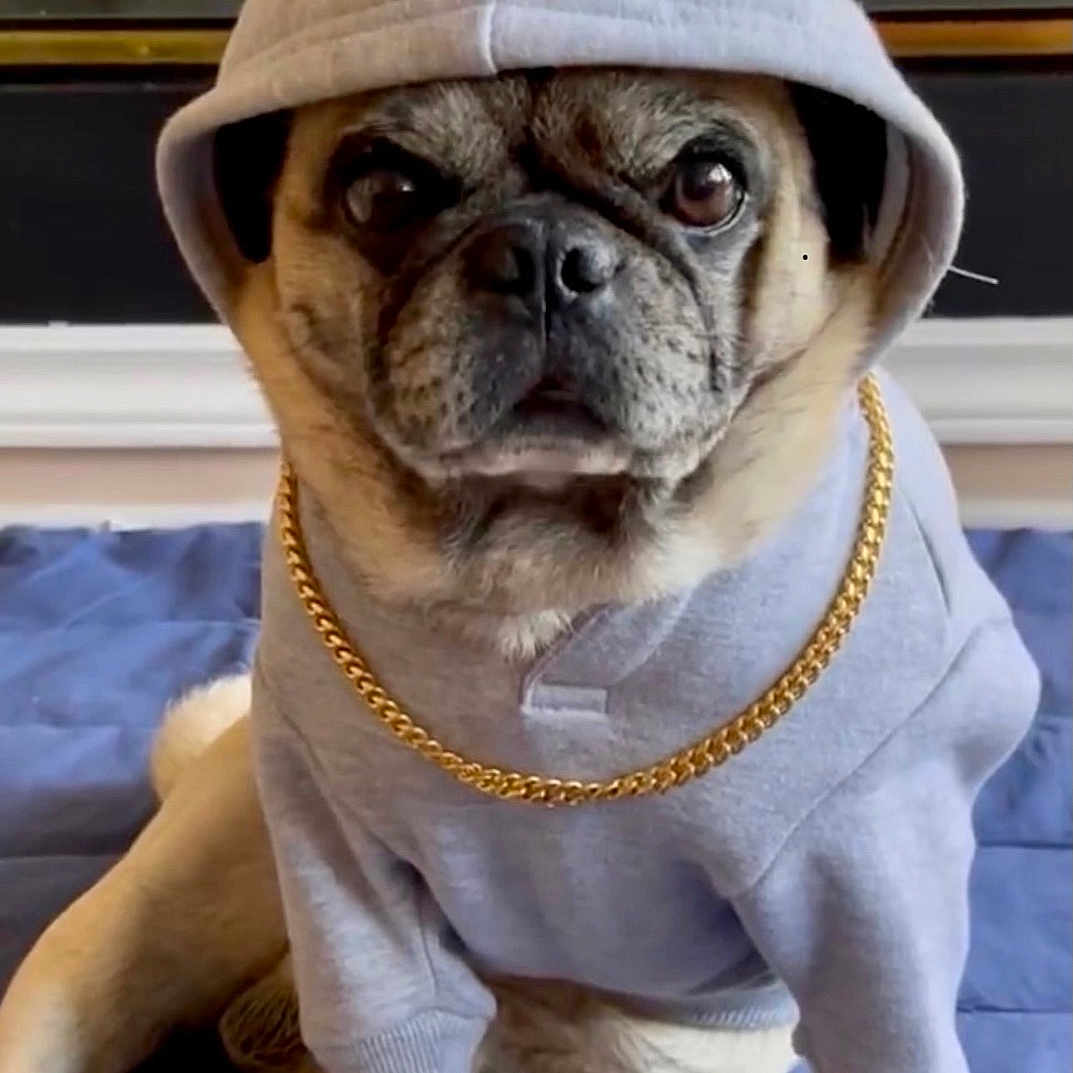 Kanye is registered to the contest to win money with this photo: accessories, animal, blanket, bulldog, canine, cap, clothing, dog, frenchbulldog, hat, hood, jewelry, knitwear, necklace, pet, pug, puppy, snout, sweater, sweatshirt