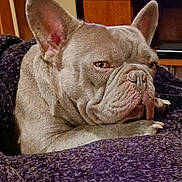 Bug is registered to the contest to win money with this photo: animal, boxer, bulldog, canine, dog, frenchbulldog, pet, pitbull, puppy