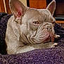animal, boxer, bulldog, canine, dog, frenchbulldog, pet, pitbull, puppy