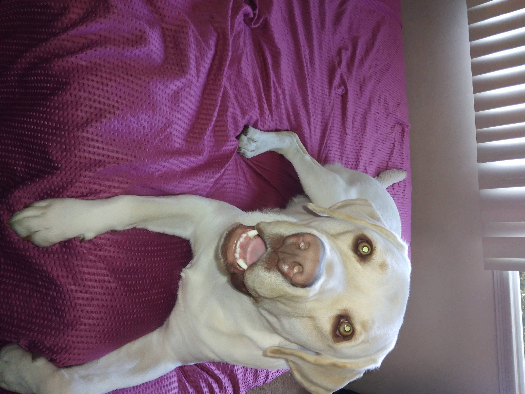 Bear joined the competition — help win amazing prizes! canidae, carnivore, comfort, companion_dog, dog, dog_breed, dog_supply, ear, fawn, guard_dog, jaw, magenta, non_sporting_group, snout, sporting_group, toy_dog, window_blind, working_animal, wrist