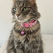 Malise a rejoint le concours — aidez-le/la à gagner de superbes lots ! cat, tabby, fluffy, fur, green_eyes, collar, bell, pink_collar, pet, domestic_cat, whiskers, portrait, close_up, animal, indoor, feline, cute, sitting, looking_away, calm