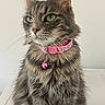 cat, tabby, fluffy, fur, green_eyes, collar, bell, pink_collar, pet, domestic_cat, whiskers, portrait, close_up, animal, indoor, feline, cute, sitting, looking_away, calm