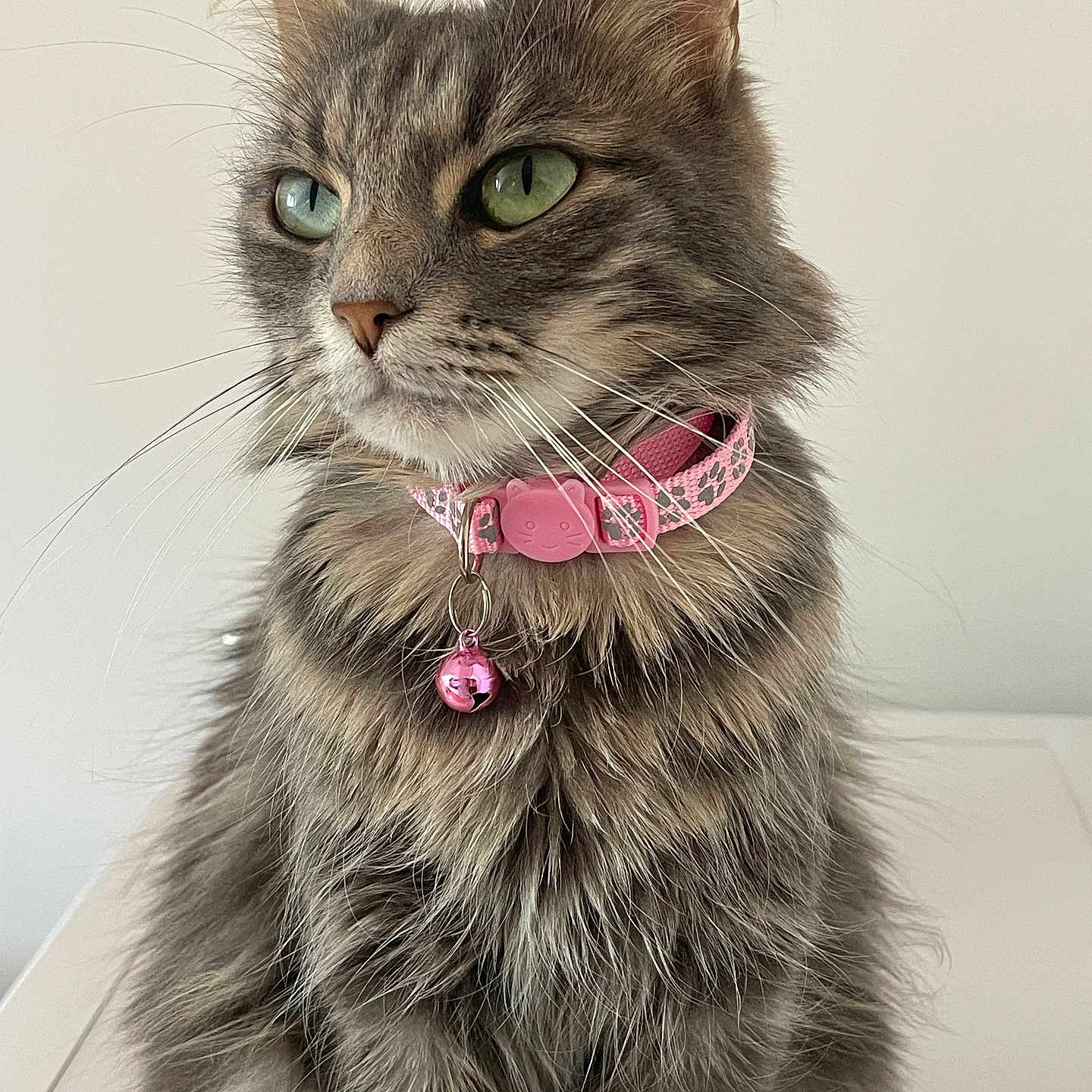 Malise a rejoint le concours — aidez-le/la à gagner de superbes lots ! cat, tabby, fluffy, fur, green_eyes, collar, bell, pink_collar, pet, domestic_cat, whiskers, portrait, close_up, animal, indoor, feline, cute, sitting, looking_away, calm
