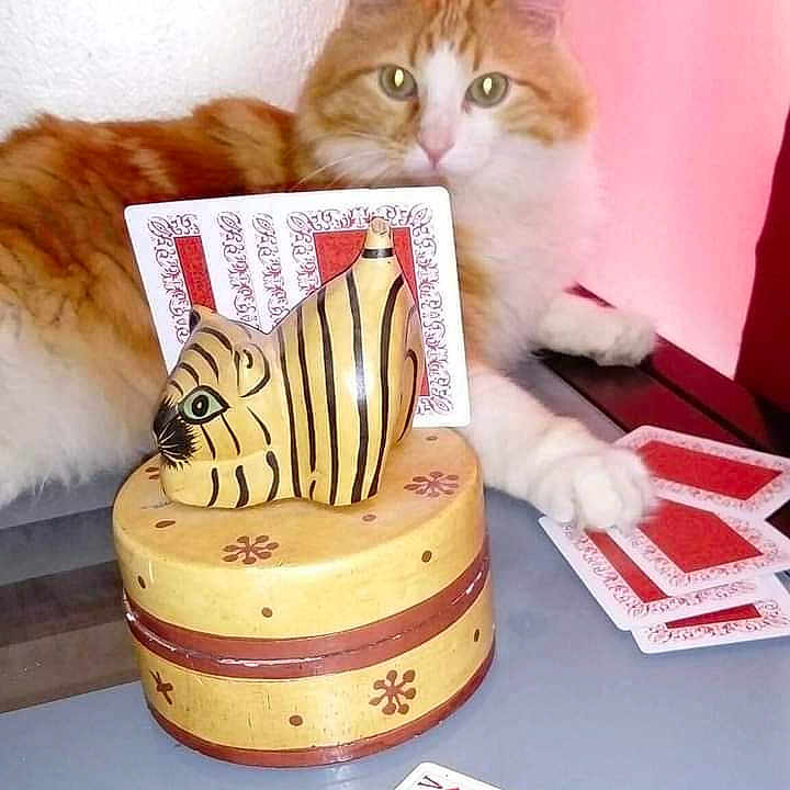 Monsieur Titi participe au concours pour gagner de l'argent avec cette photo : angora, animal, birthdaycake, cake, cat, cream, dessert, envelope, food, gambling, game, greetingcard, kitten, mail, number, pet, qrcode, symbol, tape, text
