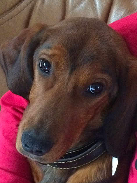 Molly