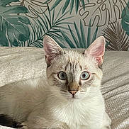 Winy a rejoint le concours — aidez-le/la à gagner de superbes lots ! cat, kitten, blue_eyes, bed, sheets, wallpaper, tropical, leaves, indoor, pet, portrait, whiskers, ears, fur, cute, looking_at_camera, relaxed, domestic_short_hair, paws, bedding