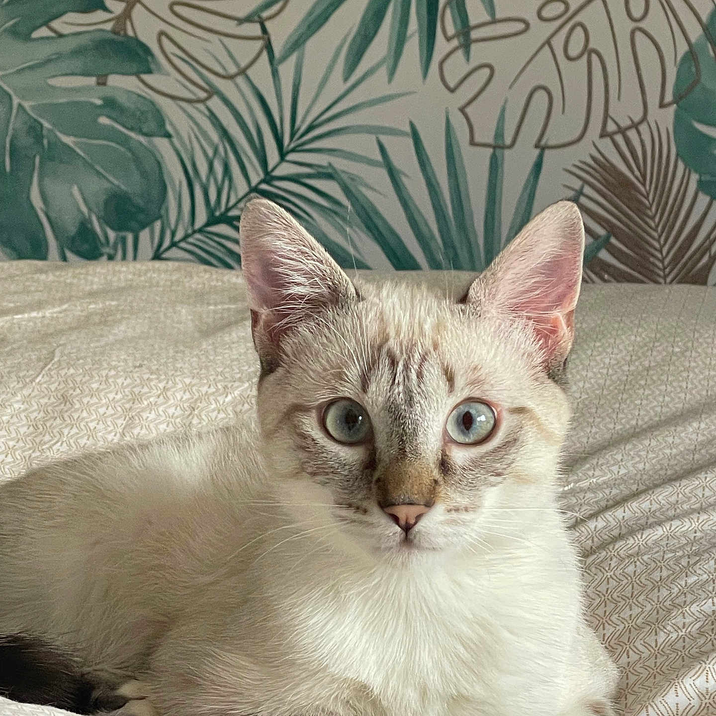 Winy a rejoint le concours — aidez-le/la à gagner de superbes lots ! bed, bedding, blue_eyes, cat, cute, domestic_short_hair, ears, fur, indoor, kitten, leaves, looking_at_camera, paws, pet, portrait, relaxed, sheets, tropical, wallpaper, whiskers