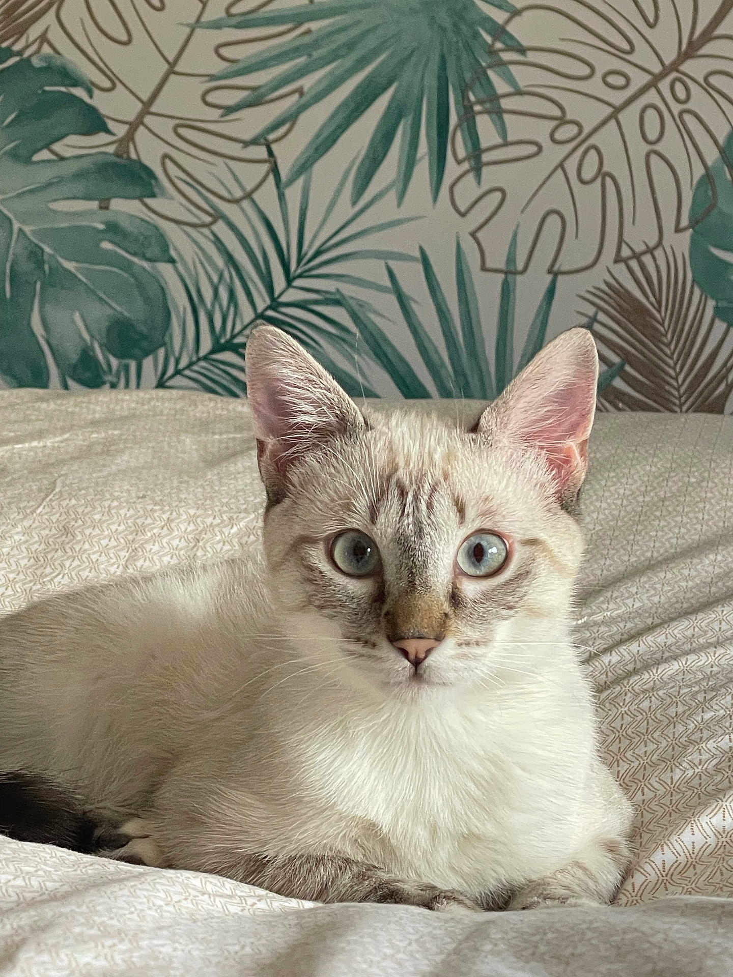 Winy a rejoint le concours — aidez-le/la à gagner de superbes lots ! cat, kitten, blue_eyes, bed, sheets, wallpaper, tropical, leaves, indoor, pet, portrait, whiskers, ears, fur, cute, looking_at_camera, relaxed, domestic_short_hair, paws, bedding