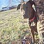 Lily Bug is registered to the contest to win money with this photo: dog, grass, leaves, outdoor, sunlight, collar, tags, tree, barn, field, camouflage_clothing, pet, nature, animal, daylight, brown_dog, closeup, curious, ground, person