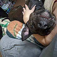 Lily Bug joined the competition — help win amazing prizes! dog, black_dog, upside_down, blanket, hand, indoor, couch, playful, pet, smiling, teeth, nose, ear, fur, relaxed, home, animal, cozy, person, casual