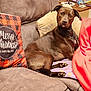 Lily Bug joined the competition — help win amazing prizes! dog, brown_dog, couch, pillow, blanket, indoor, pet, relaxed, holiday, christmas, furniture, cozy, canine, resting, comfort, living_room, domestic_animal, animal, portrait, fur