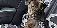 Lily Bug is registered to the contest to win money with this photo: dog, car, seat, seatbelt, brown_dog, animal, pet, window, forest_background, car_interior, dog_collar, seat_cover, sitting, looking_back, safety, travel, canine, restraint, domestic_animal, curious