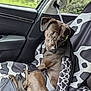 dog, car, seat, seatbelt, brown_dog, animal, pet, window, forest_background, car_interior, dog_collar, seat_cover, sitting, looking_back, safety, travel, canine, restraint, domestic_animal, curious