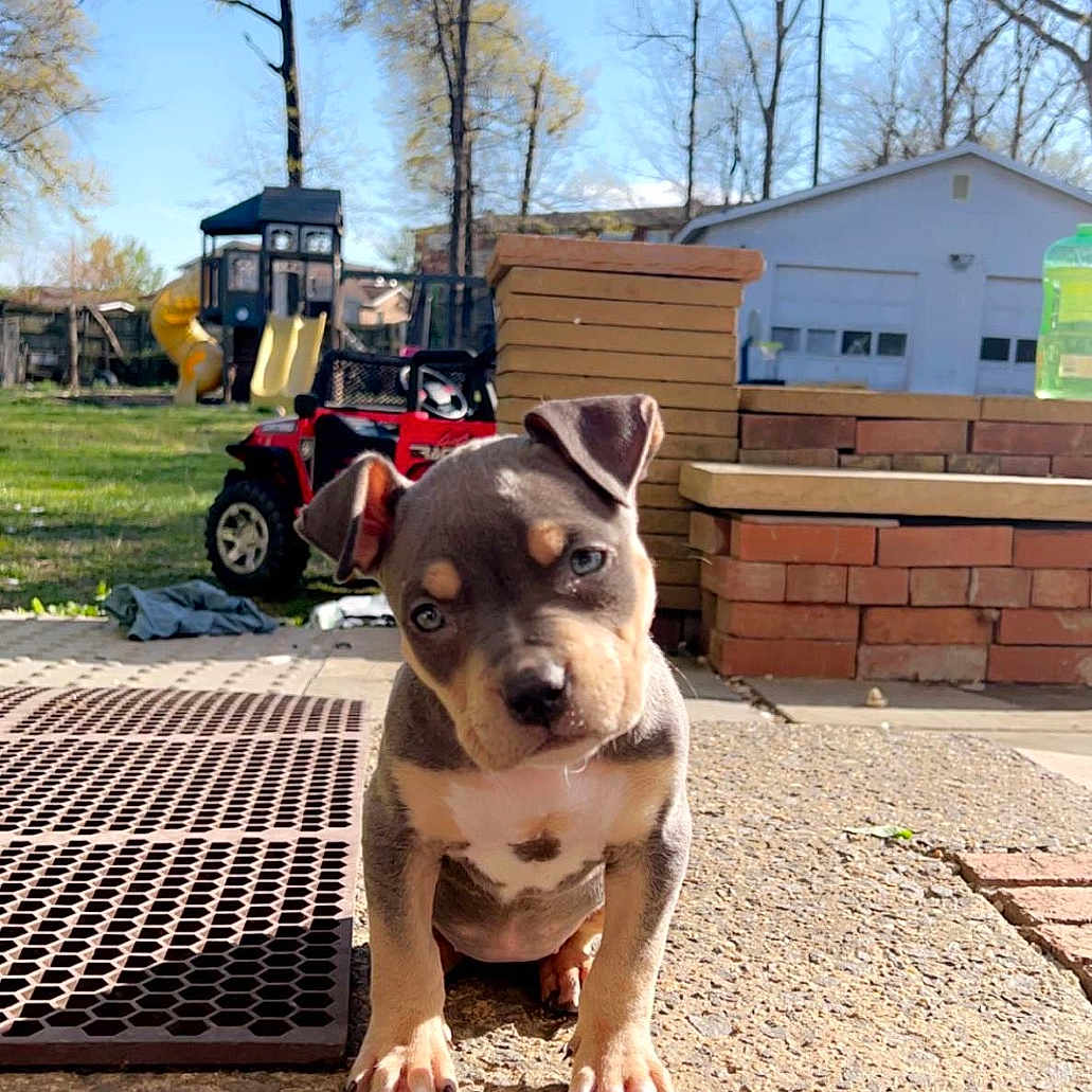 Minnie is registered to the contest to win money with this photo: animal, architecture, building, canine, dog, face, grass, head, outdoors, person, pet, photography, plant, portrait, pottedplant, puppy, shelter, soil, summer, tree