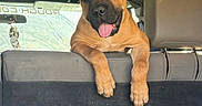 Primo is registered to the contest to win money with this photo: dog, puppy, pet, animal, brown_dog, tongue_out, panting, happy, alert, sitting, front_paws, vehicle, car_interior, back_seat, travel, luggage, backpack, window, portrait, road_trip