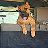 dog, puppy, pet, animal, brown_dog, tongue_out, panting, happy, alert, sitting, front_paws, vehicle, car_interior, back_seat, travel, luggage, backpack, window, portrait, road_trip