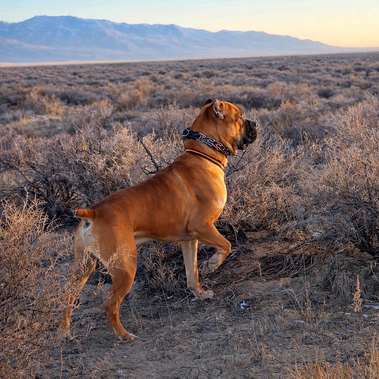 Primo joined the competition — help win amazing prizes! dog, brown_dog, outdoors, desert, desert_shrubs, mountains, landscape, wilderness, nature, sagebrush, dry_vegetation, sunset, evening_light, blue_sky, horizon, standing, profile, collar, adventure, scenic