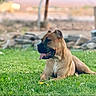Primo is registered to the contest to win money with this photo: dog, pet, animal, brown_dog, sitting, lying_down, tongue_out, open_mouth, happy, playful, outdoor, grass, lawn, garden, portrait, close_up, short_hair, collarless, blurred_background, daylight