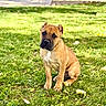 Primo joined the competition — help win amazing prizes! puppy, dog, tan_dog, sitting, grass, outdoors, park, portrait, pet, collar, chain, short_hair, brown, black_muzzle, white_chest, ears, eyes, lawn, leaves, animal