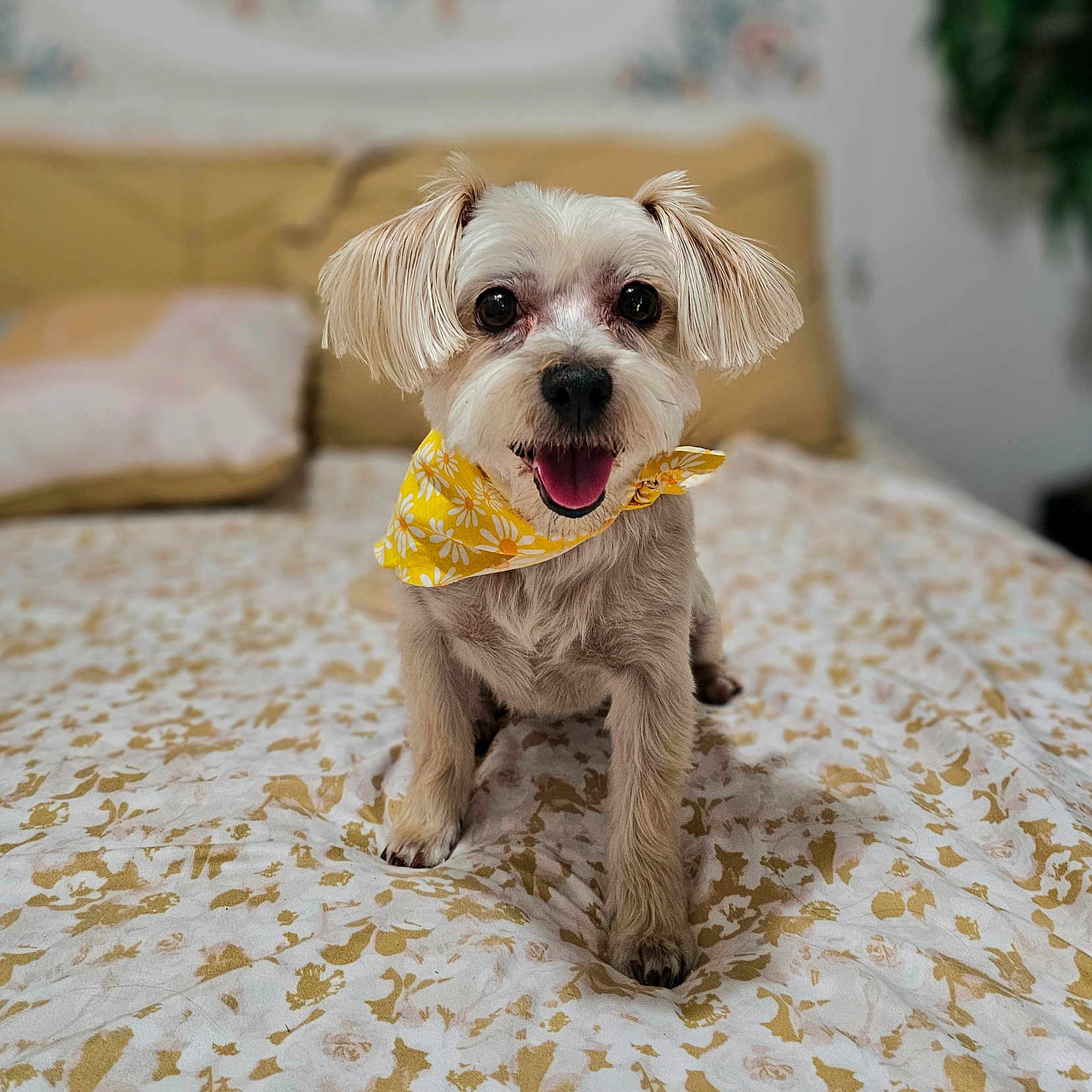 Teddy is registered to the contest to win money with this photo: accessories, animal, bed, bedroom, blanket, canine, couch, cushion, dog, dogbed, furniture, headband, homedecor, indoors, pet, poodle, puppy, room, terrier, whitedog