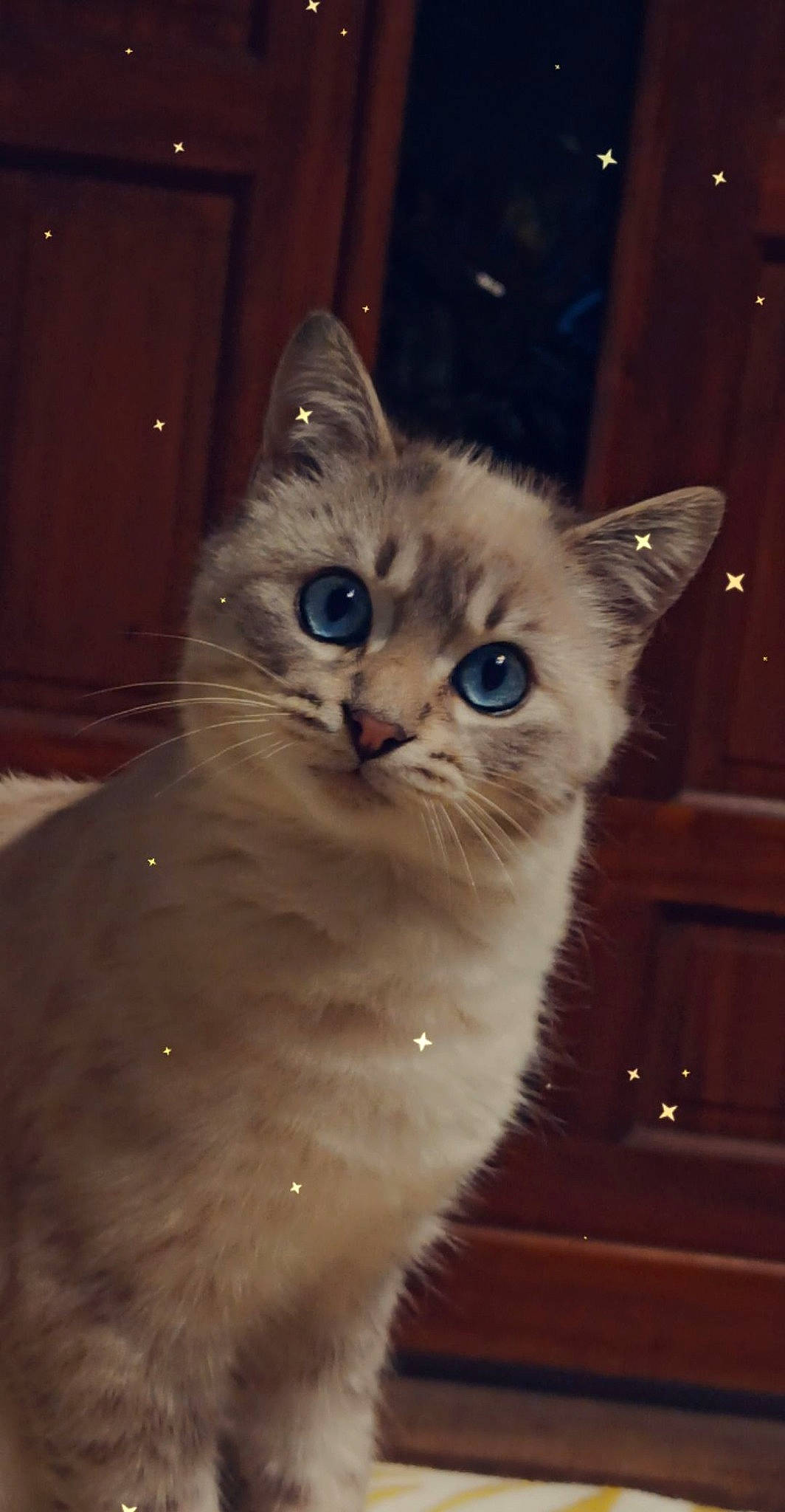 Bounty a rejoint le concours — aidez-le/la à gagner de superbes lots ! carnivore, cat, claw, domestic_short_haired_cat, event, fawn, felidae, fur, iris, paw, small_to_medium_sized_cats, snout, tail, terrestrial_animal, whiskers, wood