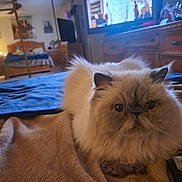 Bubba is registered to the contest to win money with this photo: cat, fluffy, remote_control, blanket, bedroom, bed, mirror, television, furniture, indoor, pet, cozy, wooden_furniture, reflection, living_space, domestic, animal, relaxed, curious, home