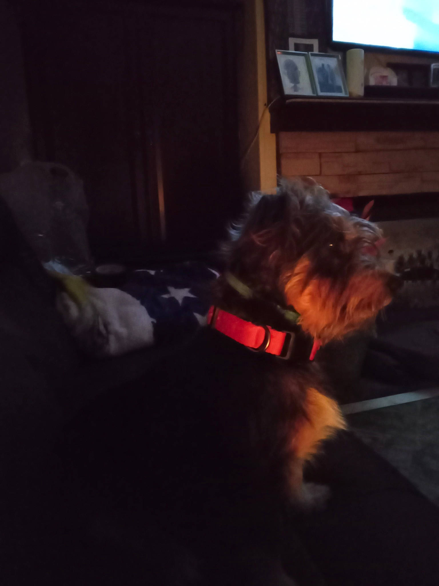 Pistachio joined the competition — help win amazing prizes! cable_television, carnivore, collar, comfort, companion_dog, dog, dog_breed, dog_collar, dog_supply, flooring, fur, hardwood, pet_supply, small_terrier, television, terrier, tints_and_shades, water_dog, wood, working_animal