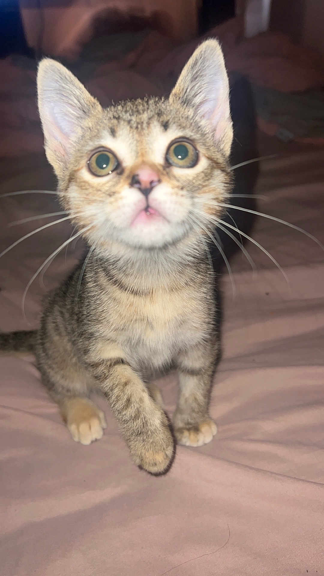 Eeppy joined the competition — help win amazing prizes! abyssinian, animal, cat, kitten, manx, pet