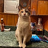 bathroom, brush, calico, cat, cleaning_product, container, countertop, green_marble, grooming_tools, household_items, indoor, laundry_machine, mirror, pet, poster, reflection, serious_expression, toiletries, water_bottle, wood_paneling